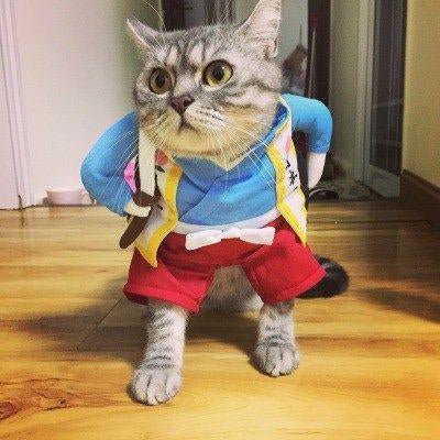 Funny Pet Costumes